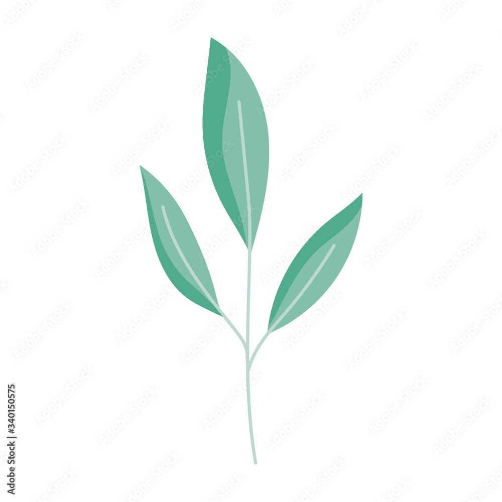 Fototapeta premium branch leaves foliage natural botanical siolated icon white background