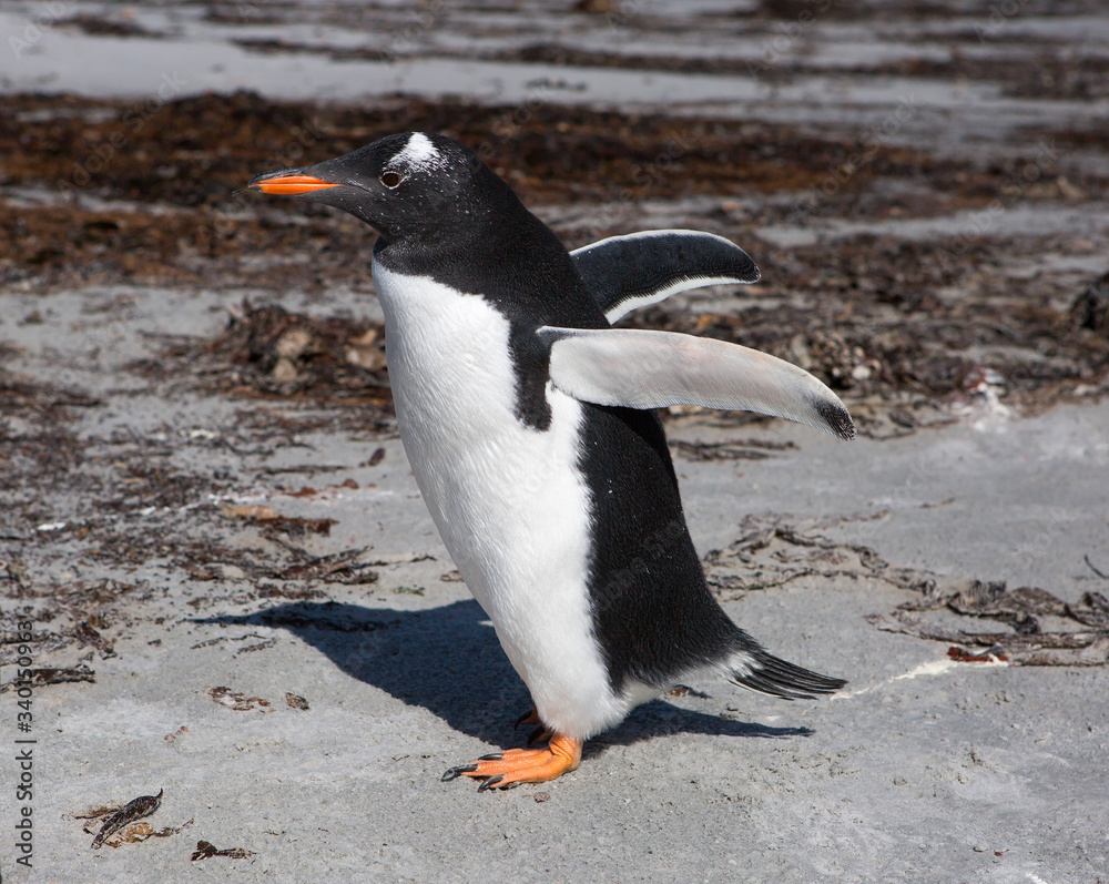 Naklejka premium Port Stanley. Falkland islands. United Kingdom. gentoo penguin. These birds are easily recognized by a broad white stripe running through the top of the black head and by a bright orange-red bill wit