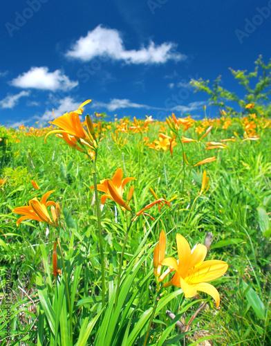 ニッコウキスゲの花畑 長野県 霧ヶ峰 高原 Stock Photo Adobe Stock