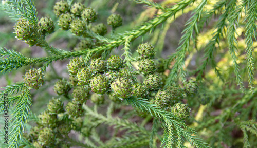 branch of a juicy green cypress. trees are grown in gardens and parks as ornamental plants. photo