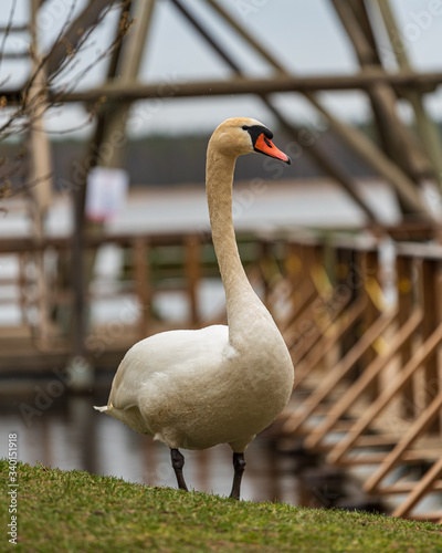 white mute swan on the lake shore photo