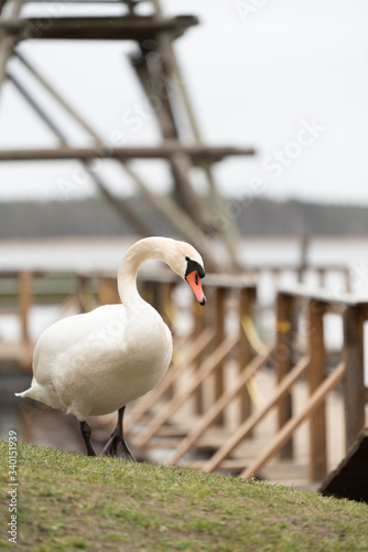 white mute swan on the lake shore photo