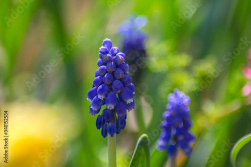 Close-up of the plant Blue Muscari or Grape hyacinth. Selective focus  seasonal flora  springtime flowers in the garden  wild flowers