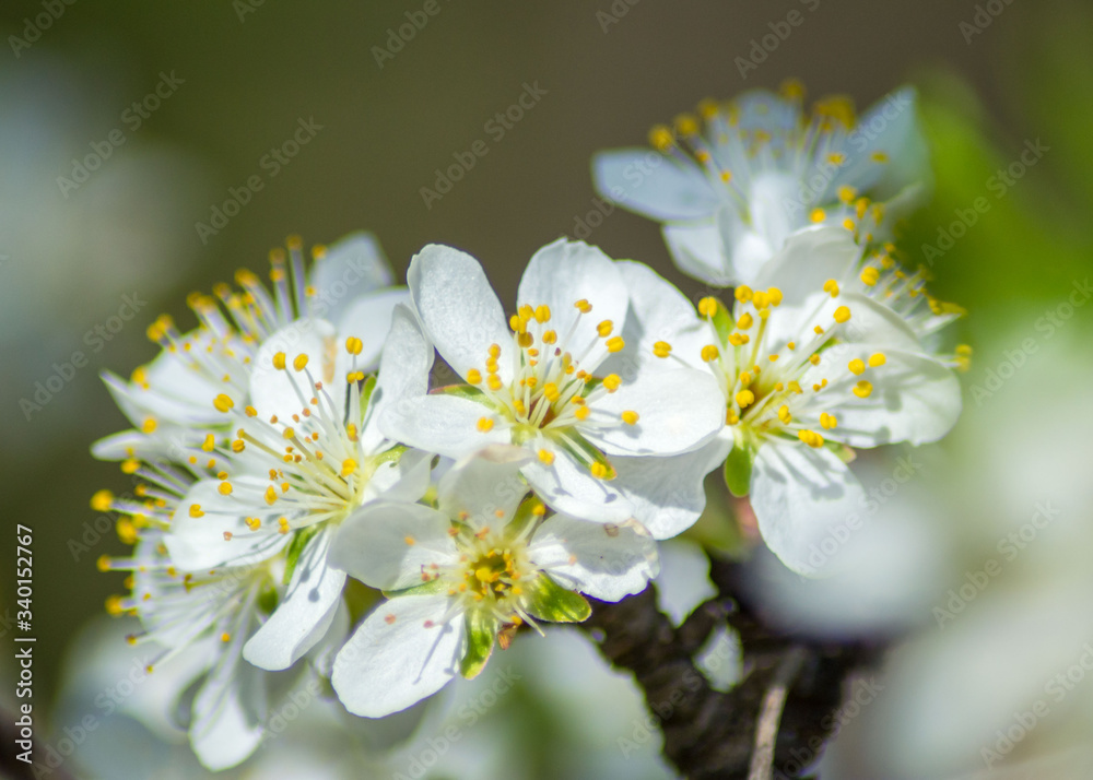 Fruit tree blossom, white tender flowers in spring on blue sky, selective focus, seasonal nature flora Fruit tree blossom, white tender flowers in spring on blue sky, selective focus, seasonal nature flora
