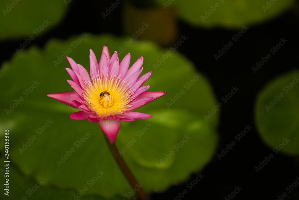 Bees are sucking nectar from pink lotus flowers and yellow pollen. Bees are sucking nectar from pink lotus flowers and yellow pollen.