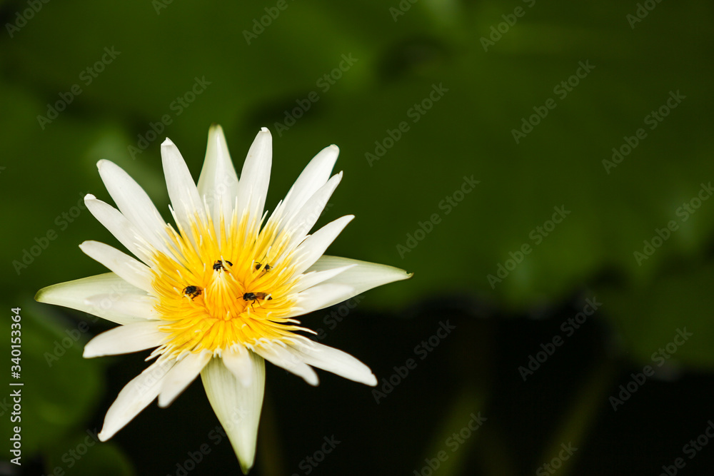 Bees are sucking nectar from white lotus flowers and yellow pollen.