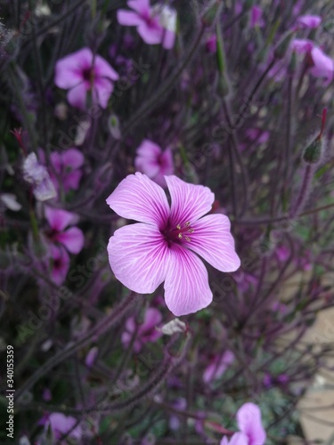 pink flower in the garden