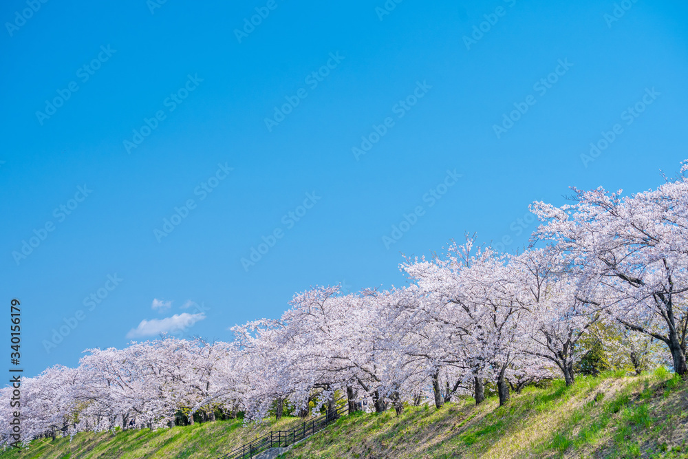 青空と満開の桜並木