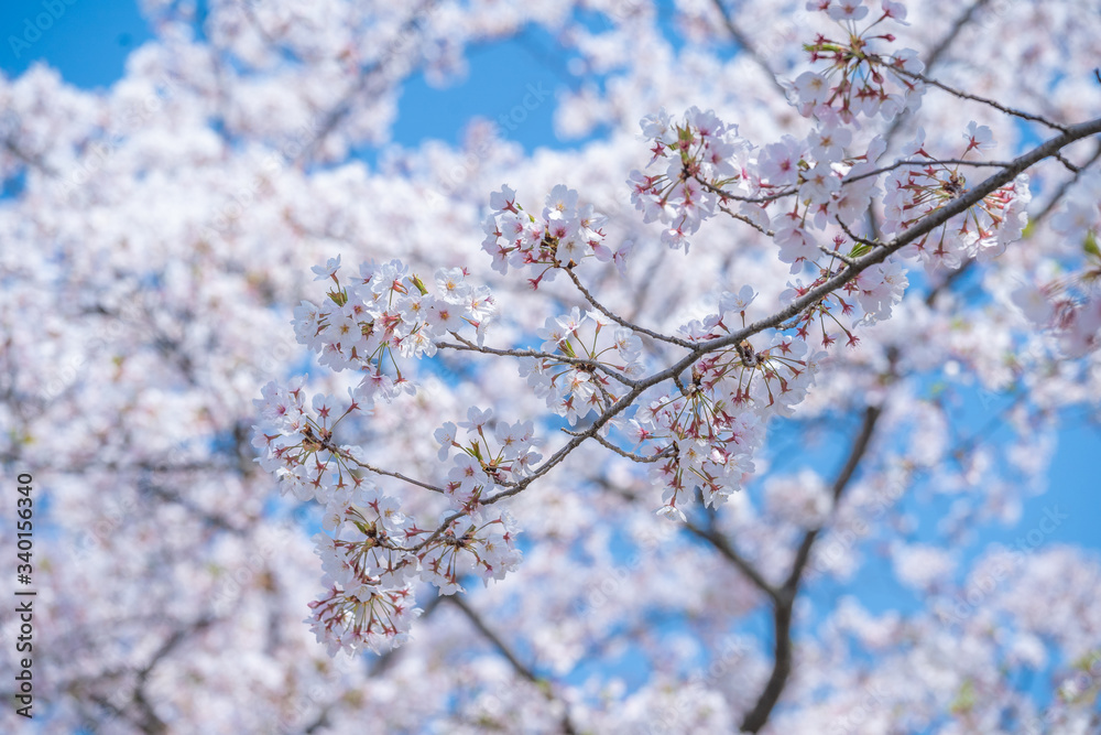 春に咲く満開の桜の花びら