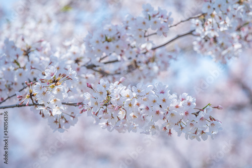 春に咲く満開の桜の花びら