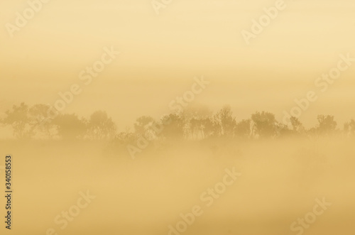 The tree in the morning with white fog and blurred pattern background