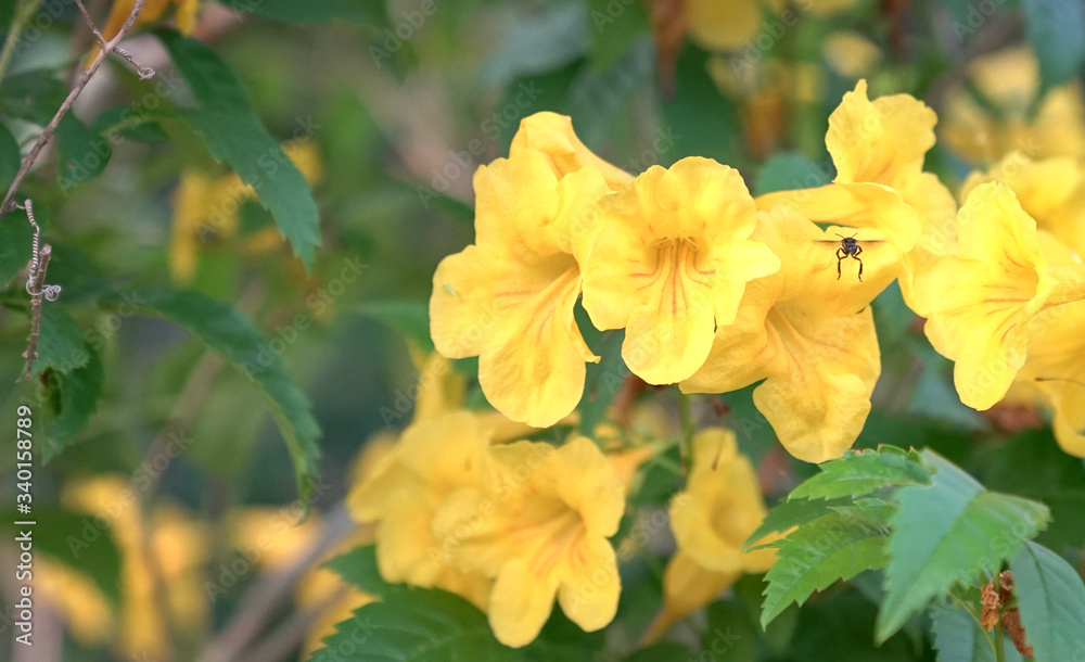 Bright yellow flowers. Nature background with copy space. Bright yellow flowers. Nature background with copy space.