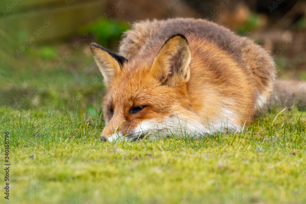 Vild fox Vild fox