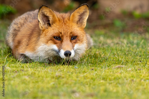 Vild fox