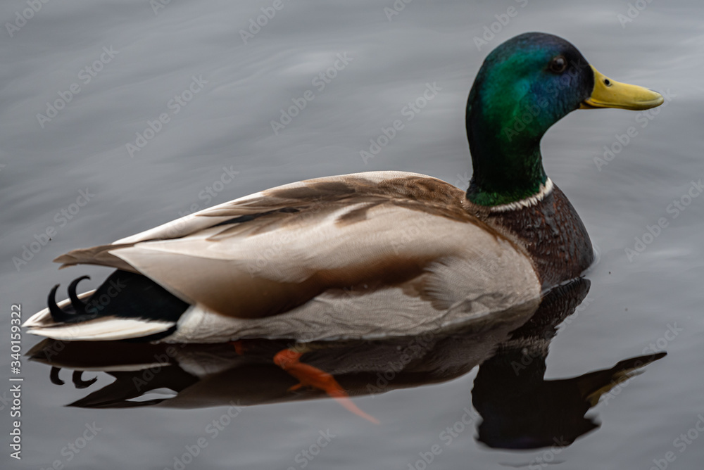 Duck male in the lake of Latvia Duck male in the lake of Latvia
