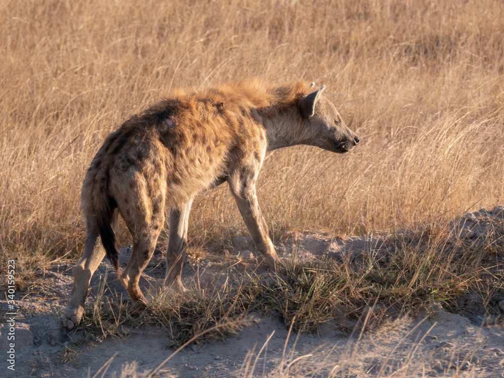 Fototapeta premium Amboseli7