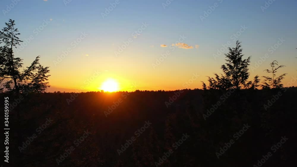 Beautiful drone shot track through tree tops at sunset Beautiful drone shot track through tree tops at sunset