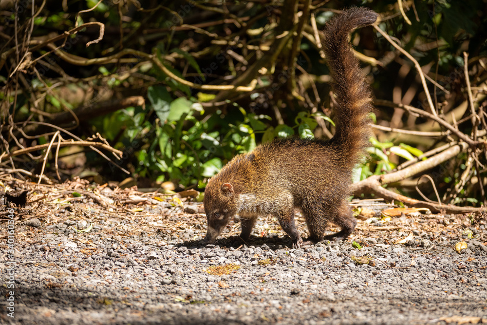 An exotic animal, White-nosed coati, typical and common animal in Central America, Costa Rica. Cute and curious animal. An exotic animal, White-nosed coati, typical and common animal in Central America, Costa Rica. Cute and curious animal.