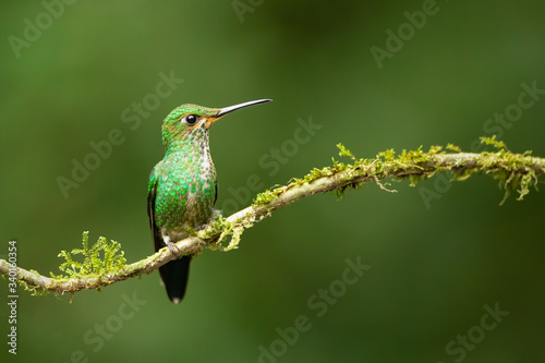 Amazing hummingbird of Costa Rica. Green-crowned Brilliant / Heliodoxa jacula. Small, fast, agile. Sitting for a short while on a branch covered with moss. Pure exotic animal, gem of nature.