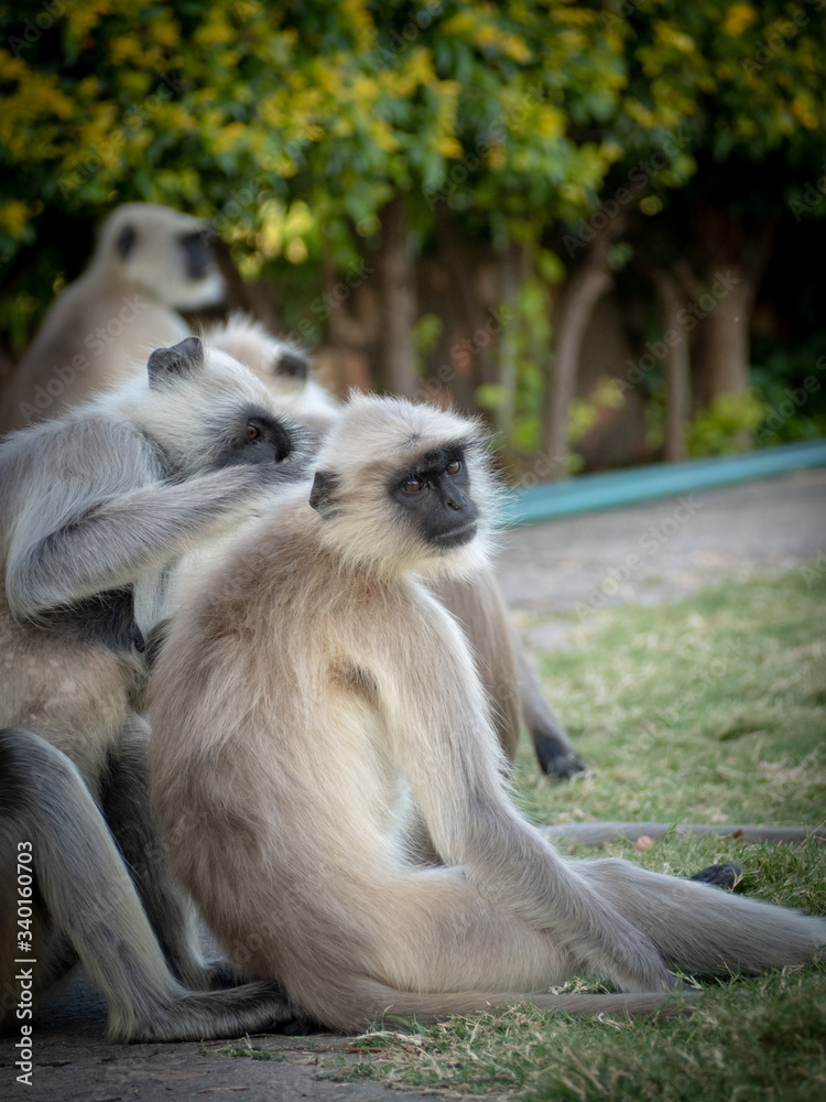 Obraz premium India20