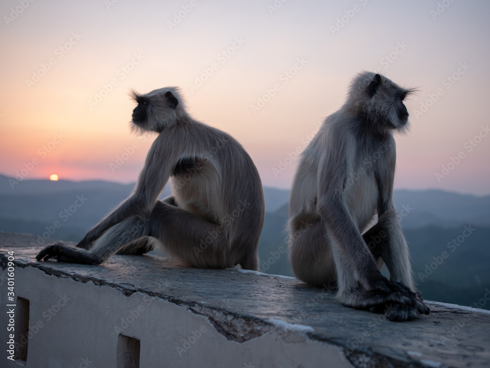 Obraz premium India15