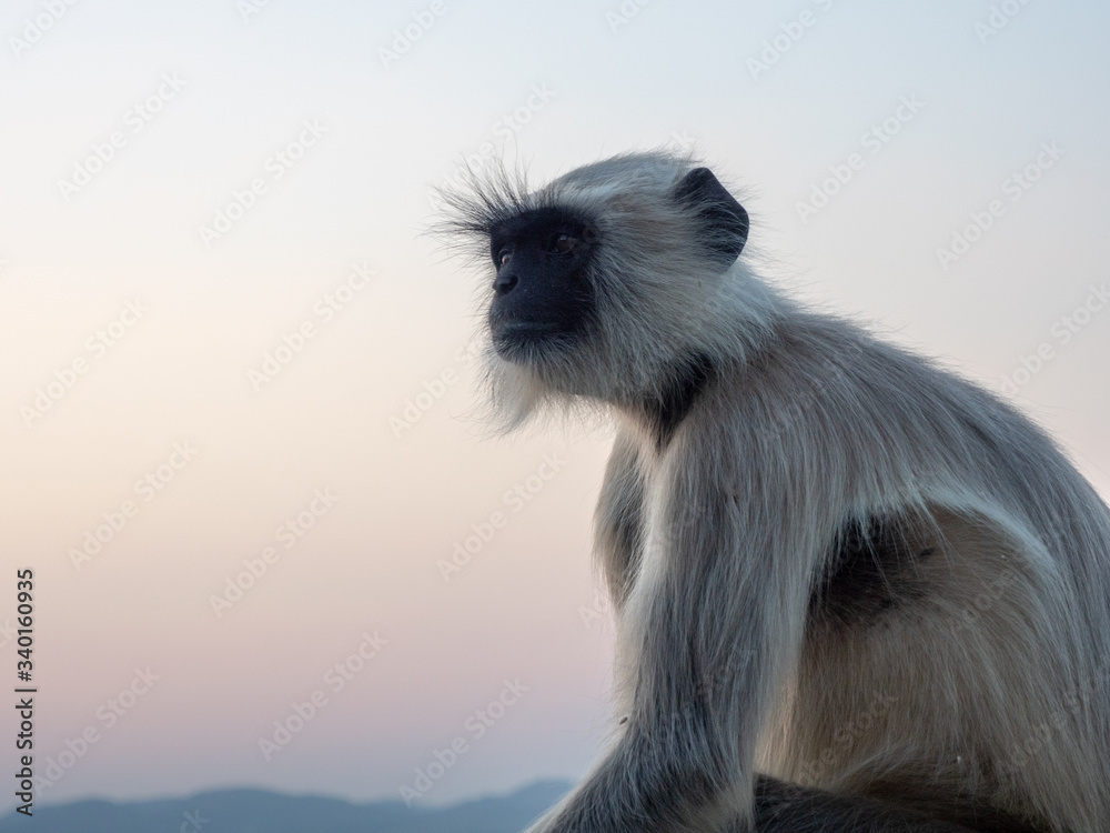 Obraz premium India14