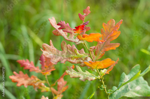 small oak tree