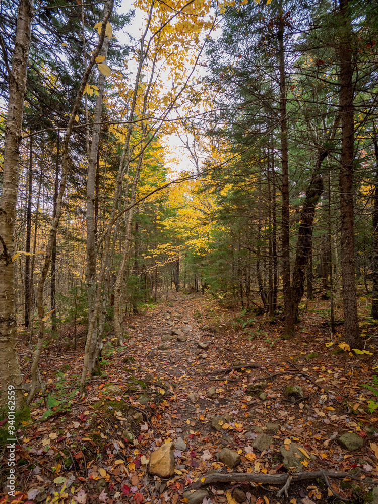 Forest Forest