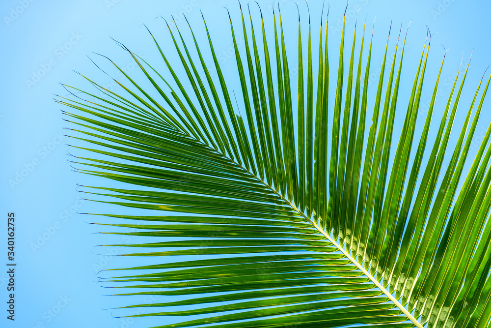 Obraz premium Rays of the sun through palm leaves. Soft focus. Jungle nature. Close-up of a saturated green palm leaf.