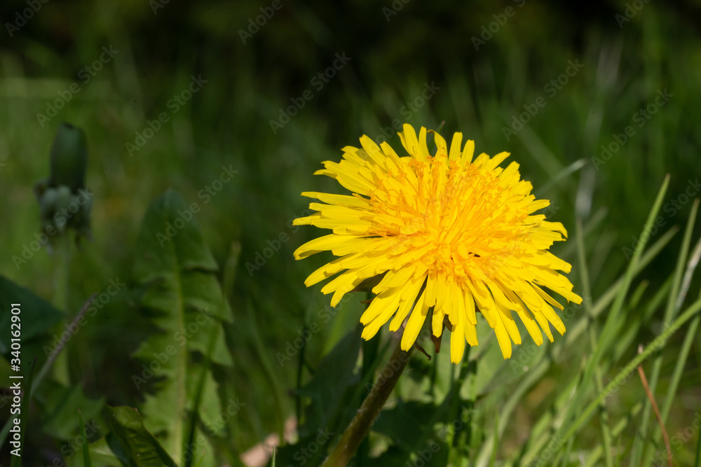 Yellow dandelion in green grass in the meadow Yellow dandelion in green grass in the meadow