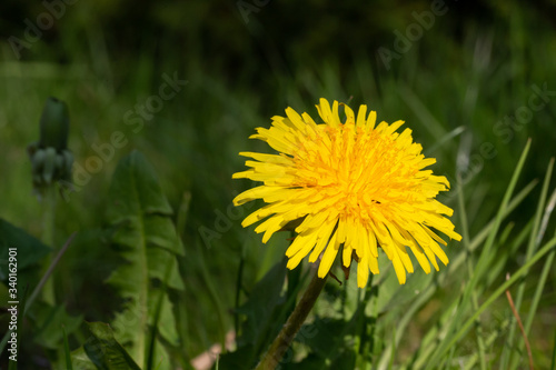 Wallpaper Mural Yellow dandelion in green grass in the meadow Torontodigital.ca