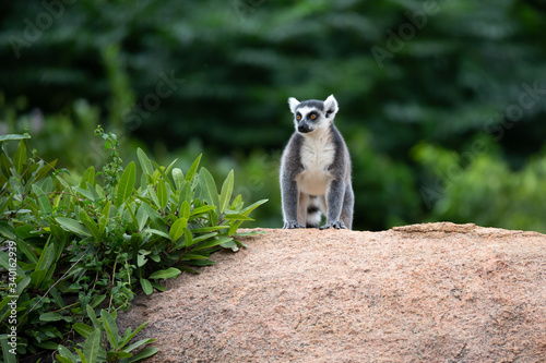 The funny ring-tailed lemurs in their natural environment