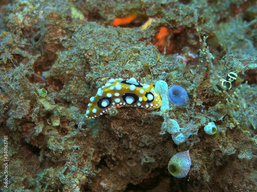The amazing and mysterious underwater world of Indonesia  North Sulawesi  Manado  sea slug