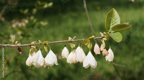 Foto Halesia monticola | Arbre aux cloches d'argent de Caroline ou halésier aux abond
