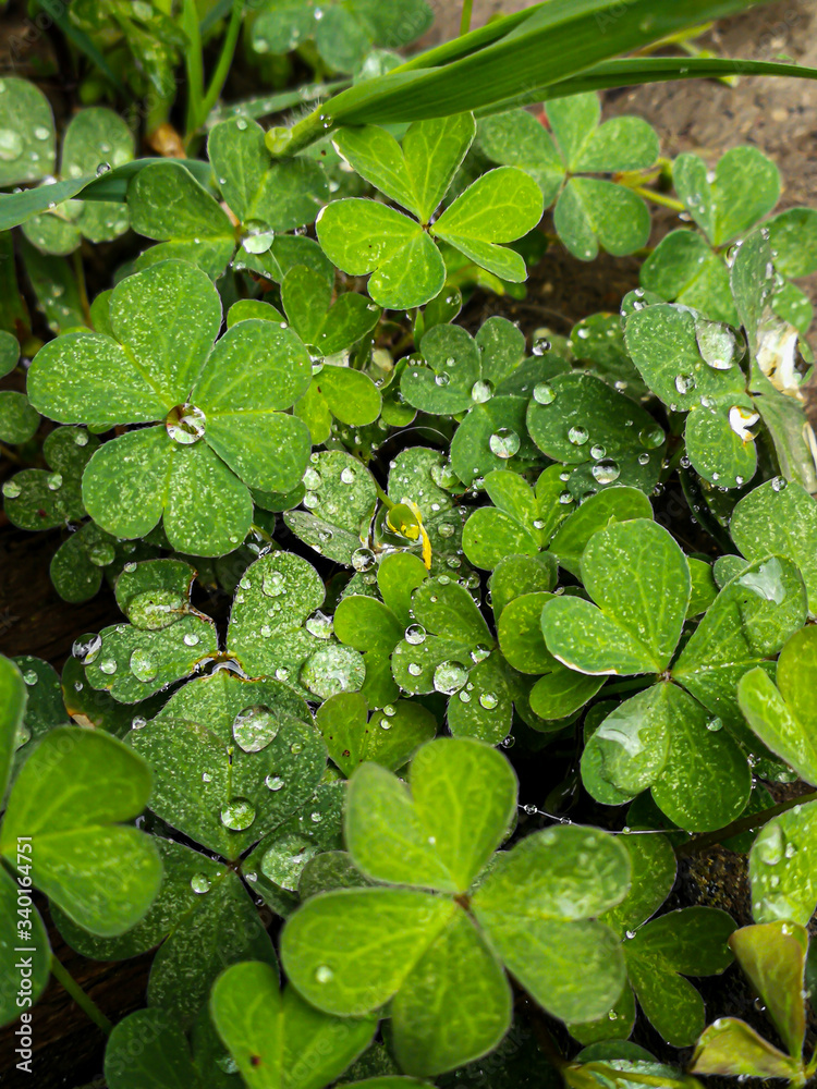 Rain drops on clover plants in the garden Rain drops on clover plants in the garden