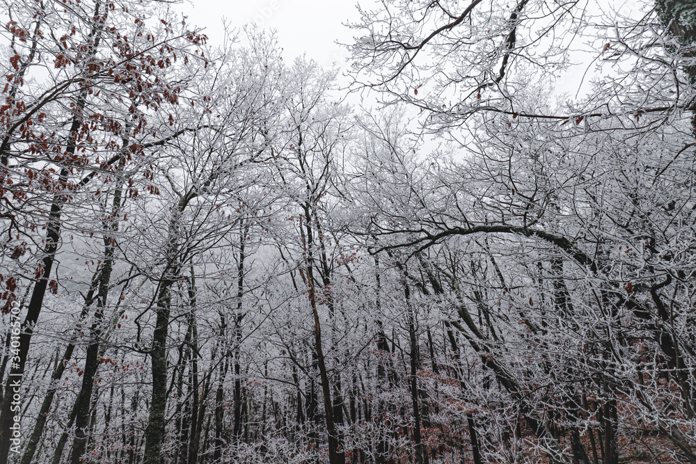 Cinematic view of the frost covered trees in the woods during the winter season