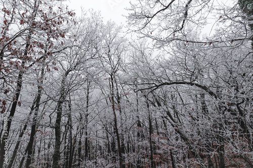 Cinematic view of the frost covered trees in the woods during the winter season