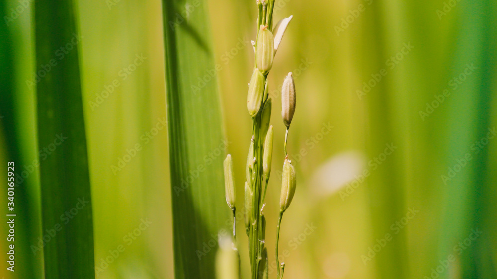 Close-up of golden-brown grains and rice grains that are currently held in organic rice fields. Close-up of golden-brown grains and rice grains that are currently held in organic rice fields.