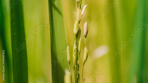 Close-up of golden-brown grains and rice grains that are currently held in organic rice fields.