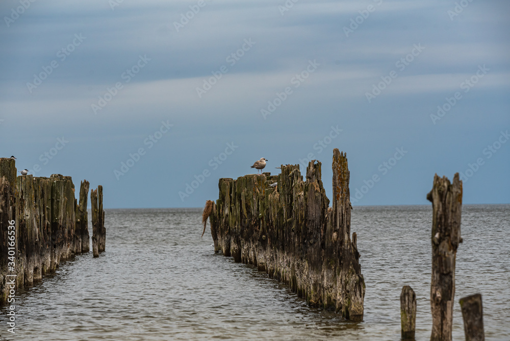 old boat mooring poles on the shores of the Baltic Sea old boat mooring poles on the shores of the Baltic Sea