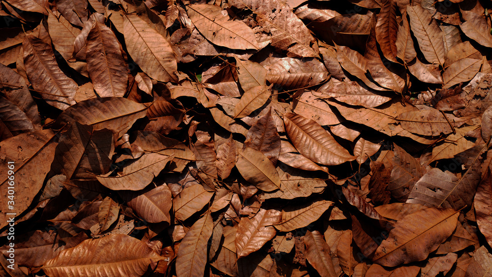 dry leaves background, brown leaf plant outdoor nature dry leaves background, brown leaf plant outdoor nature