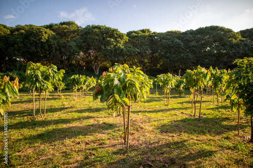 cacao trees in farm.