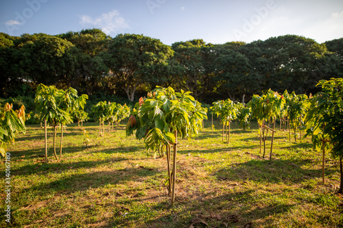 cacao trees in farm. photo