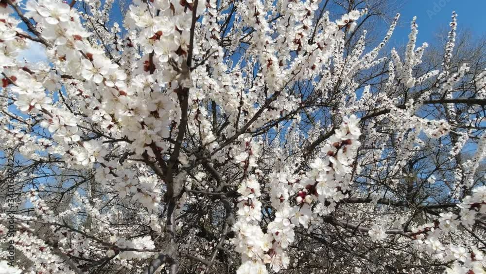 Blooming apple in early spring on a sunny day Blooming apple in early spring on a sunny day