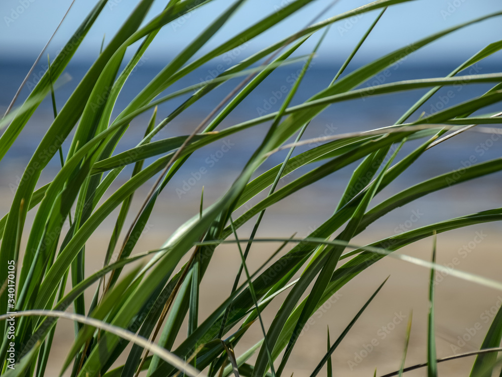 Naklejka premium the first green fragments of spring plants