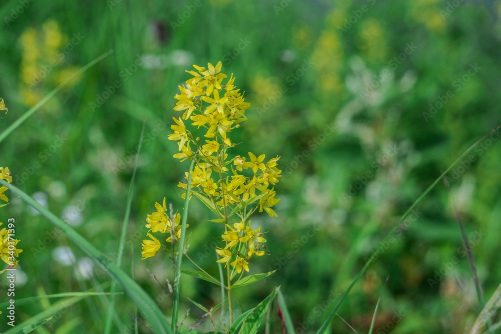 草花の間に咲くクサレダマ/Lysimachia vulgaris 草花の間に咲くクサレダマ/Lysimachia vulgaris