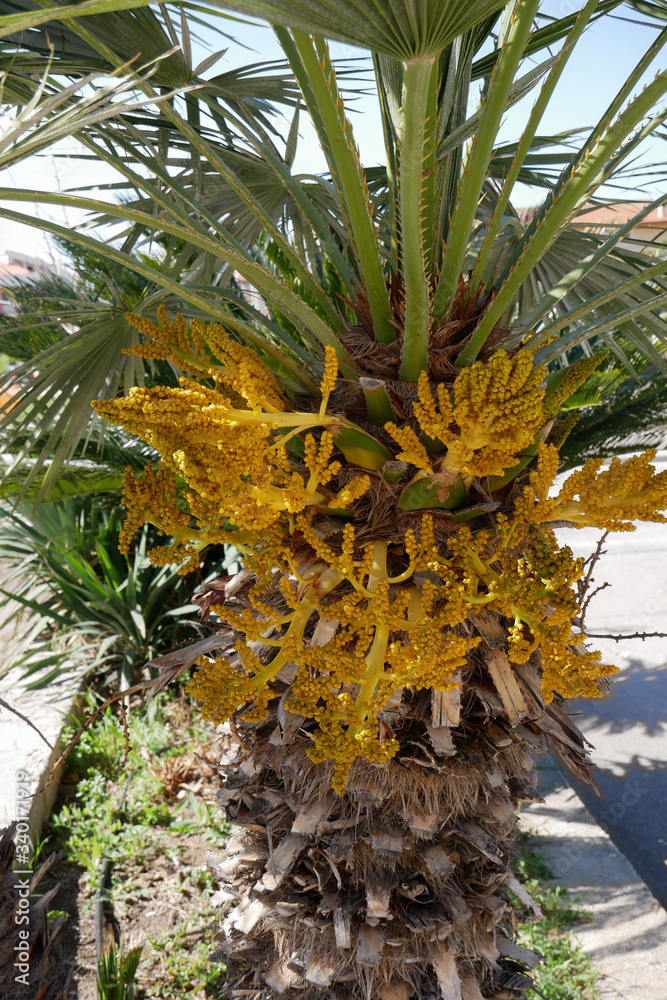 Fototapeta premium Flowering of a Chinese ornamental palm. Note the characteristic yellow flowers.