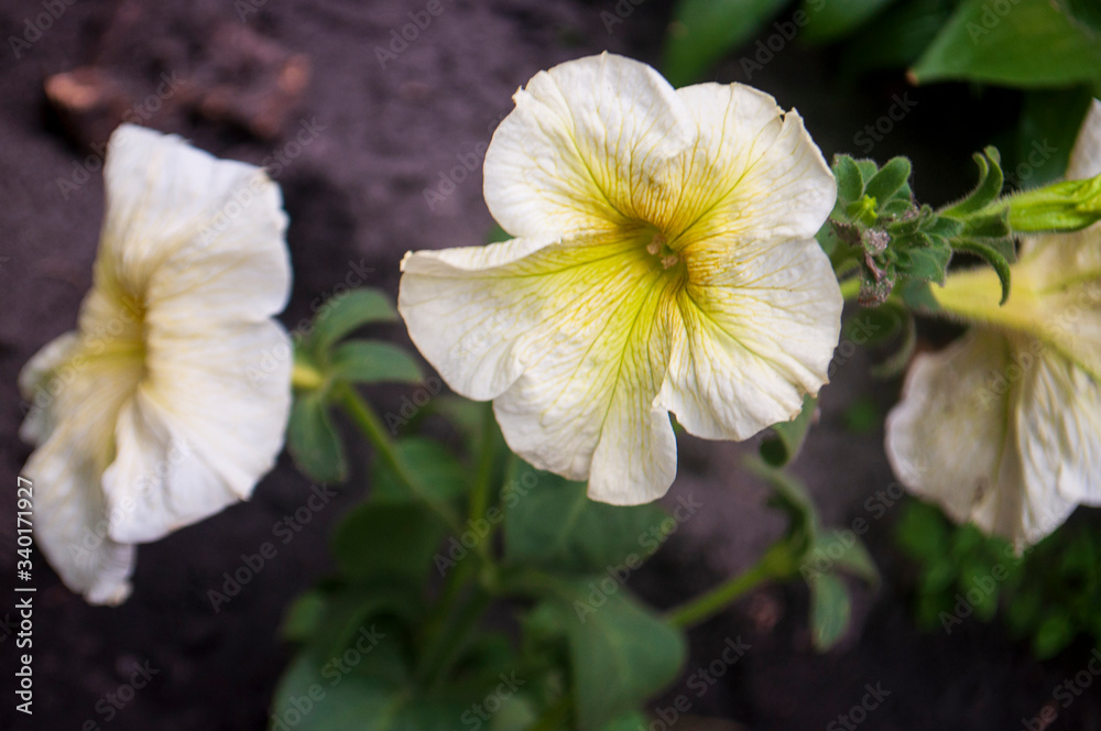 Tender white and yellow petunia flowers are blossom in the garden on the dark background Tender white and yellow petunia flowers are blossom in the garden on the dark background