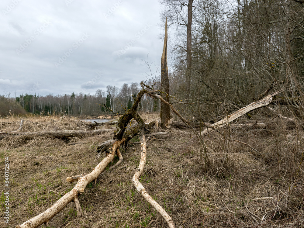 wild landscape, old trees, old dry grass, cloudy weather wild landscape, old trees, old dry grass, cloudy weather