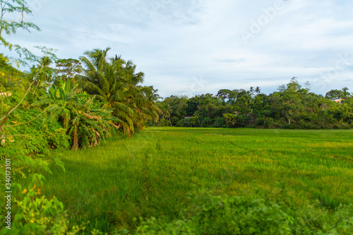 Green field in the jungle of Sri Lanka